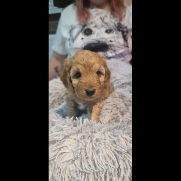 Cockapoo