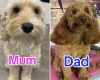 Cockapoo