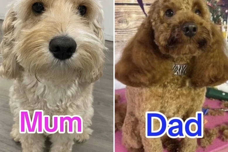 Cockapoo