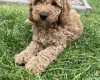 Cockapoo