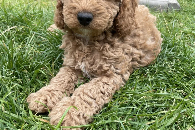 Cockapoo