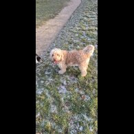 Cockapoo