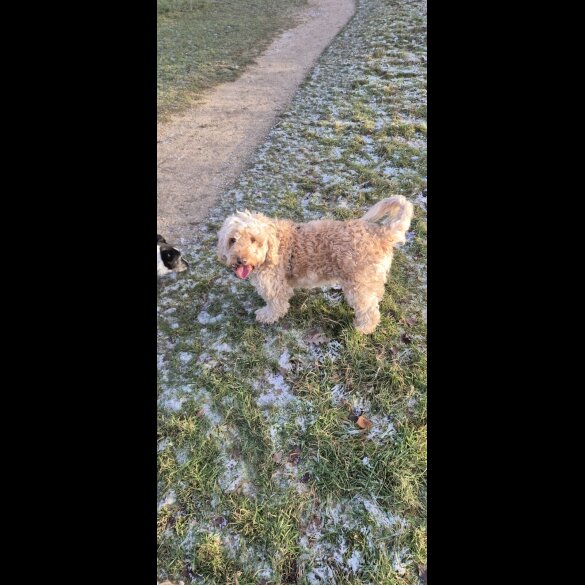 Cockapoo