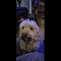 Cockapoo