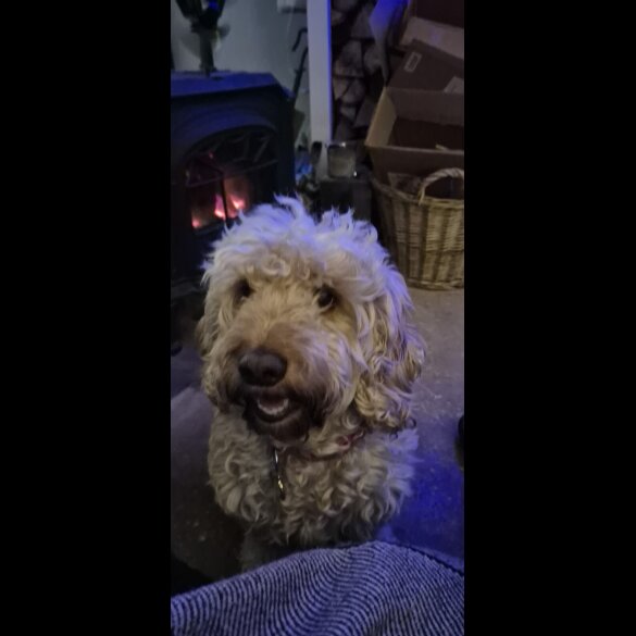 Cockapoo