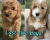 Cockapoo
