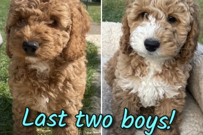 Cockapoo