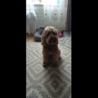 Cockapoo