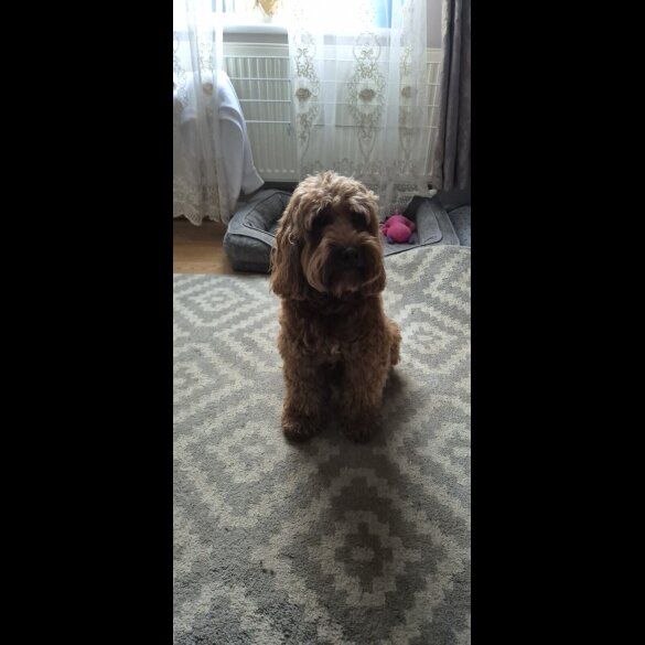 Cockapoo