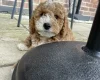 Cockapoo
