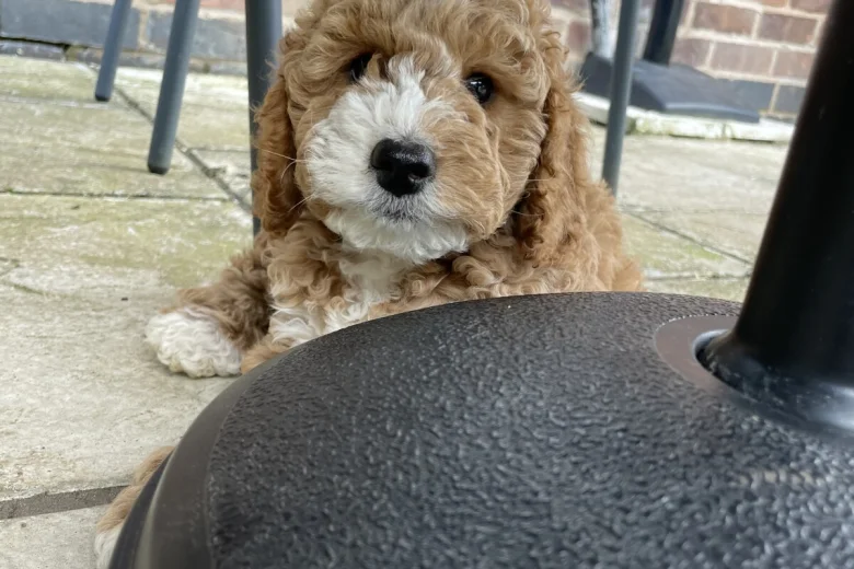 Cockapoo
