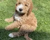 Cockapoo