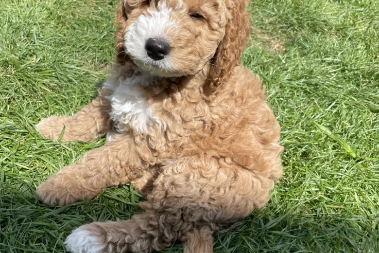 Cockapoo