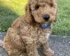 Cockapoo