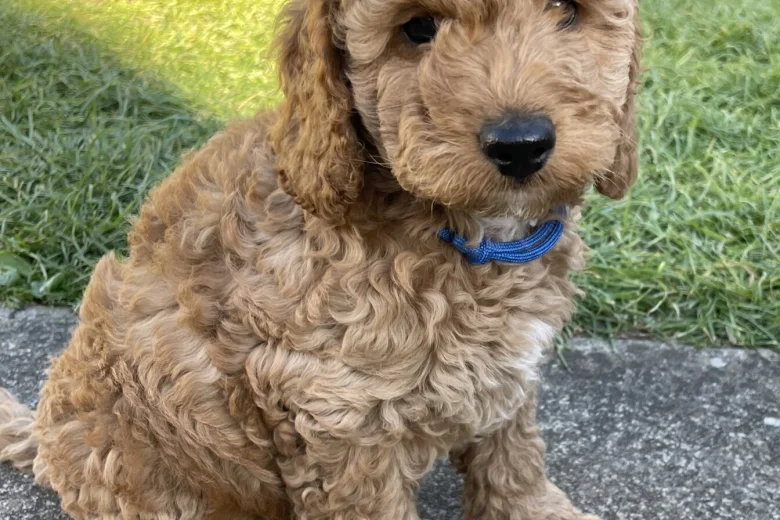 Cockapoo