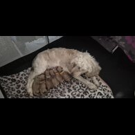 Cockapoo