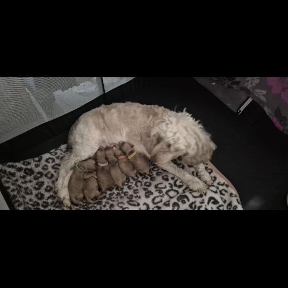 Cockapoo
