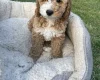 Cockapoo