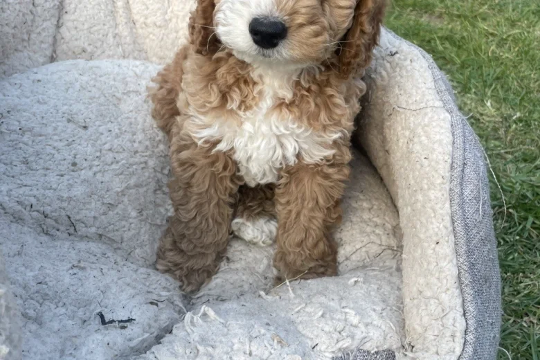 Cockapoo