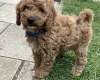Cockapoo