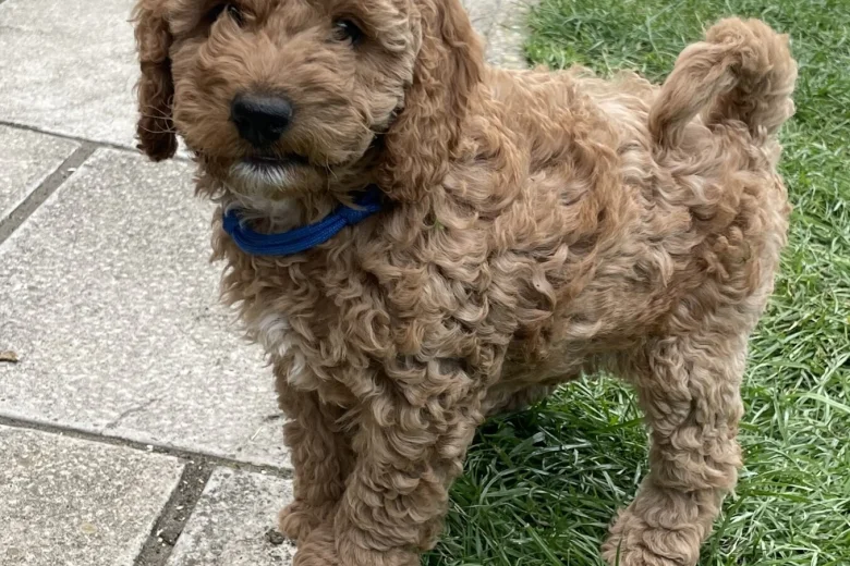 Cockapoo
