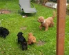 Cockapoo