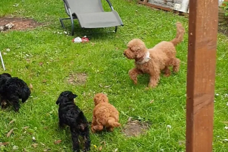 Cockapoo