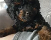 Cockapoo