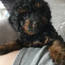 Cockapoo