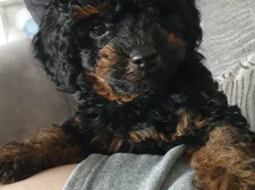 Cockapoo