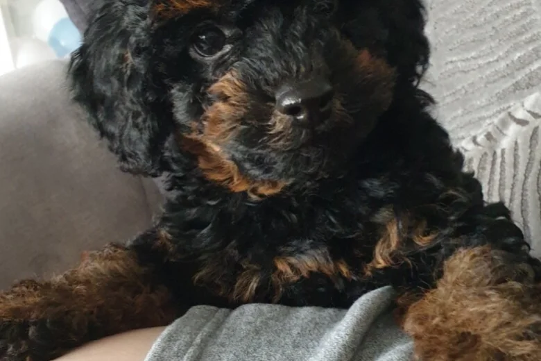 Cockapoo