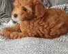 Cockapoo