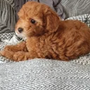Cockapoo