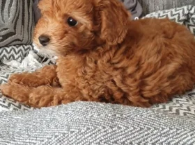 Cockapoo