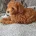 Cockapoo