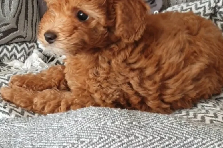 Cockapoo