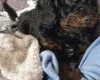 Cockapoo