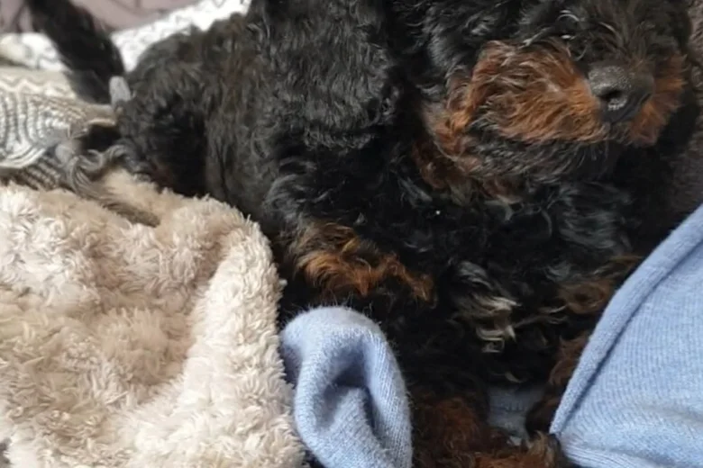 Cockapoo