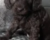 Cockapoo
