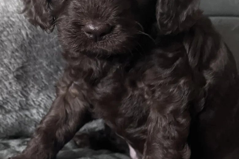 Cockapoo
