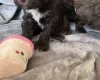 Cockapoo