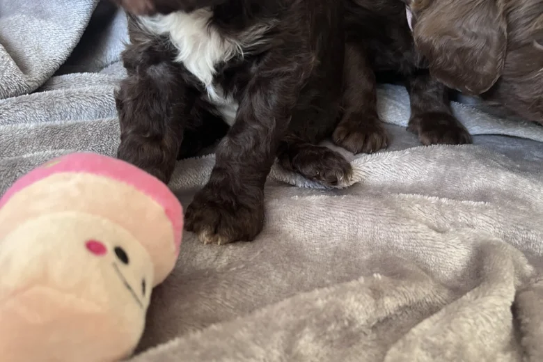 Cockapoo