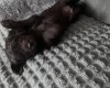 Cockapoo