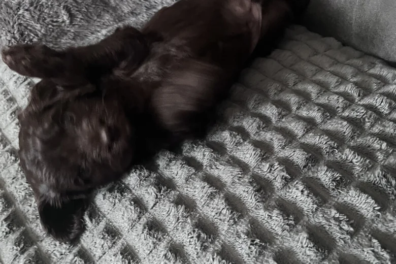 Cockapoo