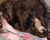 Cockapoo