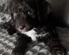 Cockapoo