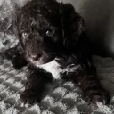 Cockapoo