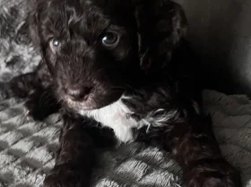 Cockapoo