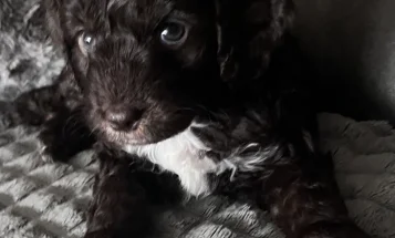 Cockapoo