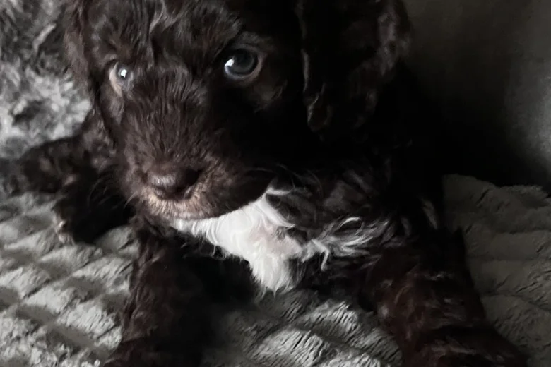 Cockapoo